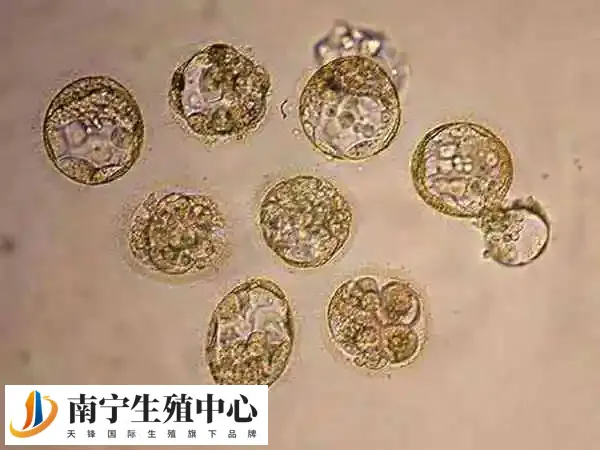 胚胎销毁是使其失去活性的过程