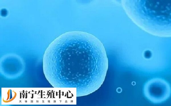 过厚的透明带会增加精子穿透的难度